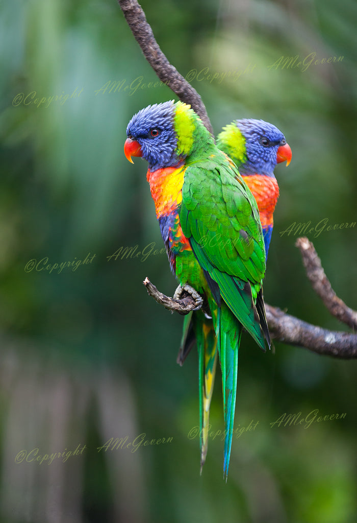 Rainbow Lorikeets | Photographic Print | Native Birds |Wall Art