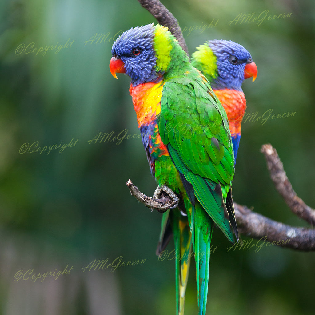 Rainbow Lorikeets | Photographic Print | Native Birds |Wall Art