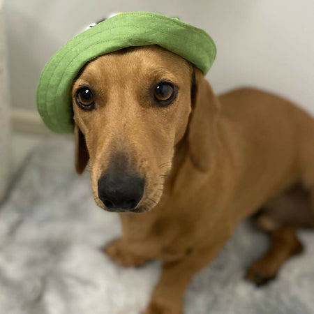 Bucket hat for dogs, Handmade Pet clothing/costume Hat