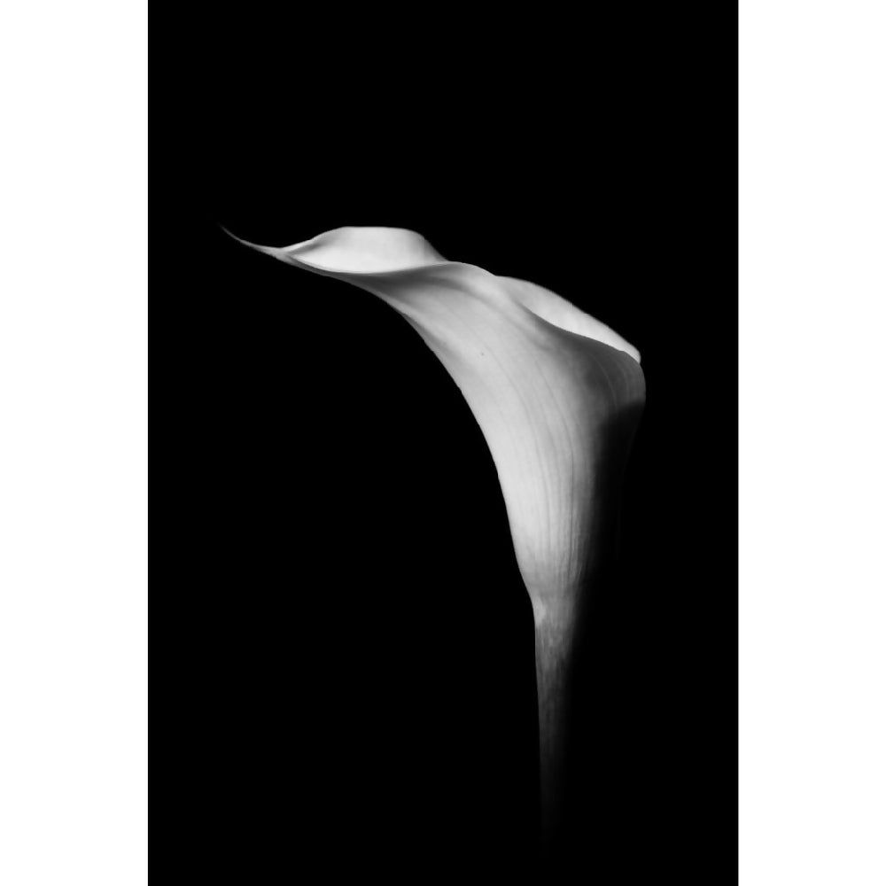 black and white calla lily