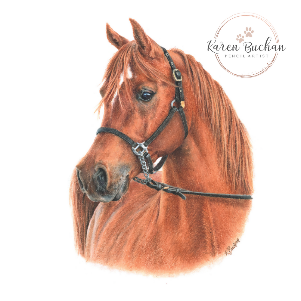 Blank Greeting Card - Arabian Horse