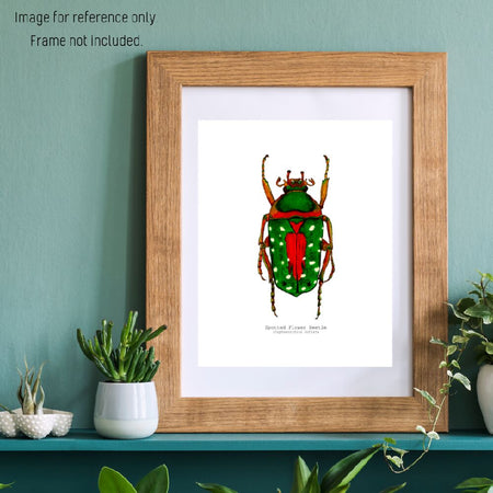 Watercolour Art Print - The Fauna Series - 'Spotted Flower Beetle'