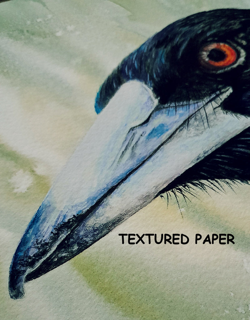 Magpie | " Maggie" Fine Art Print | Wall Art | Australian Native Bird