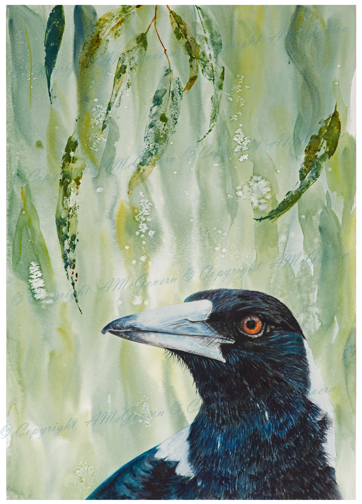 Magpie | " Maggie" Fine Art Print | Wall Art | Australian Native Bird