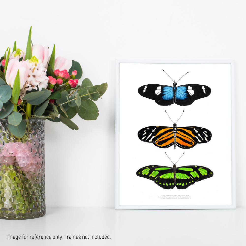 art print - the fauna series - longwing butterfly trio