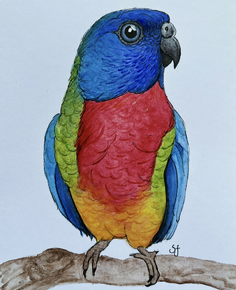 Scarlet-chested parrot frame