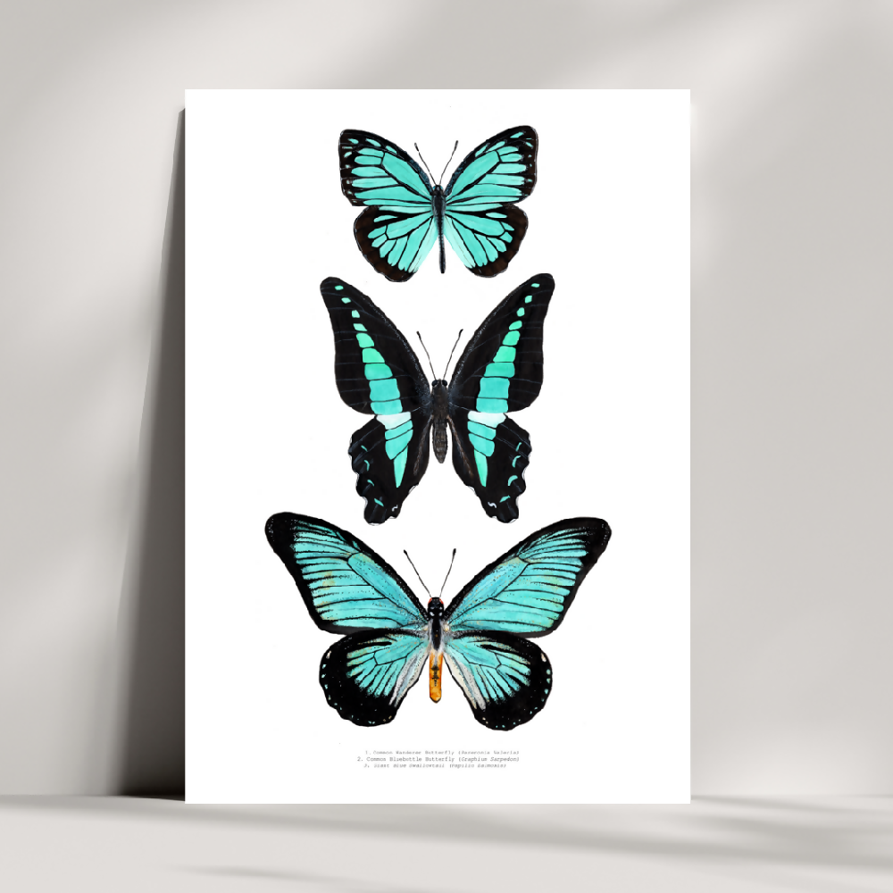 Watercolour Art Print - The Insect Series - 'Turquoise Butterfly Trio'