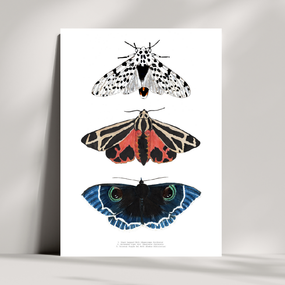 fauna series - moth trio