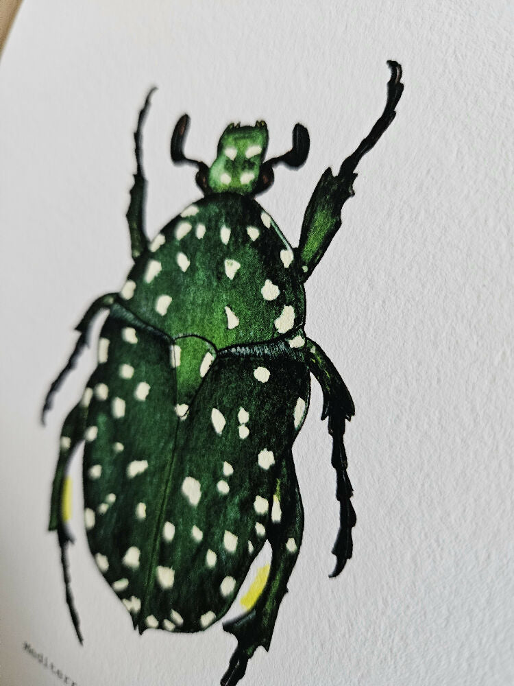 the faun series - mediterranean chafer