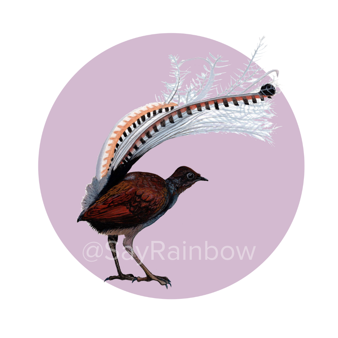 Australian Bird Greeting Cards