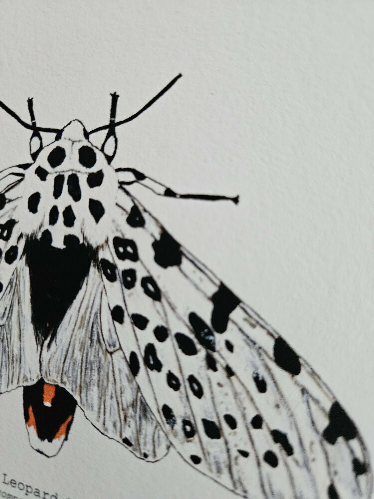 the fauna series - giant leopard moth