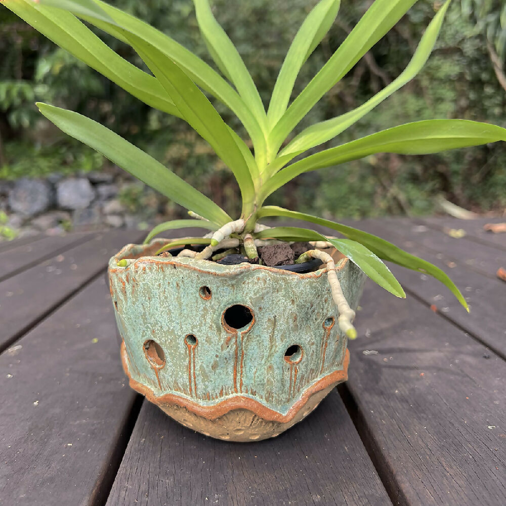 Mushroom orchid pot lifestyle