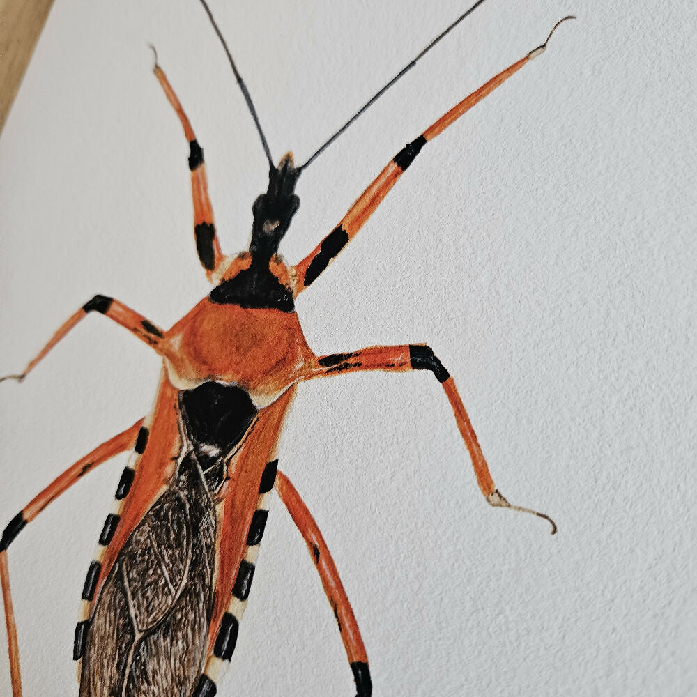 art print - the fauna series - assassin bug