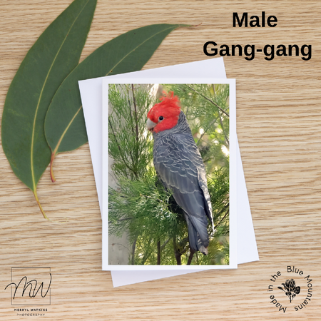 Blank Greeting Card - Male Gang-gang in a Gum Tree Photo