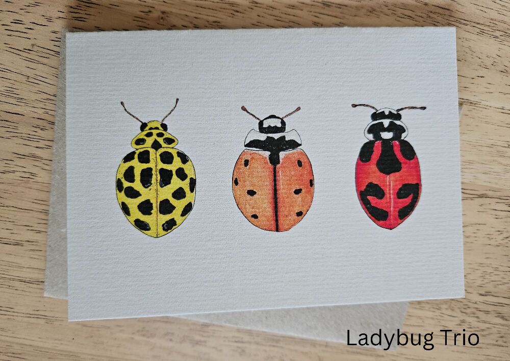 greeting cards - bugs