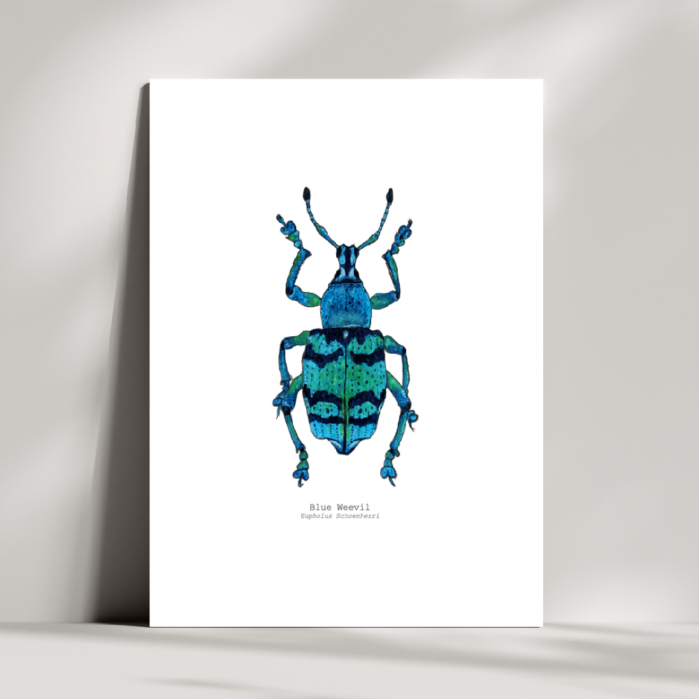 the fauna series - blue weevil