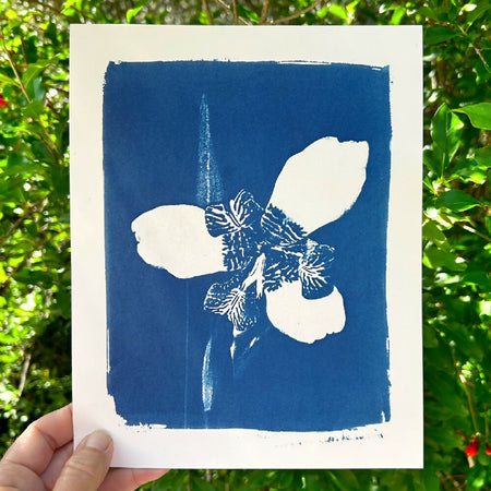 Walking Iris Flower Art Print, Original Cyanotype, 8x10 inches