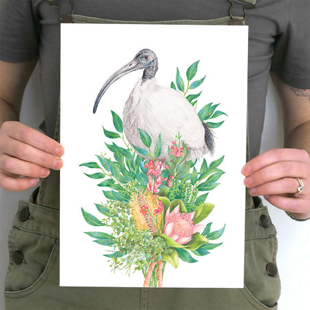 Australian White Ibis (Bin Chicken) Art Print
