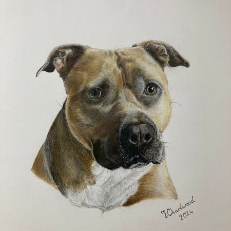 Colour Pencil Pet Portraits. From $250.00