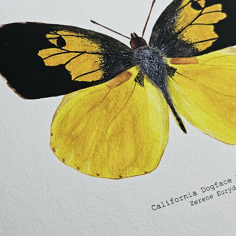 art print - the fauna series - california dogface butterfly