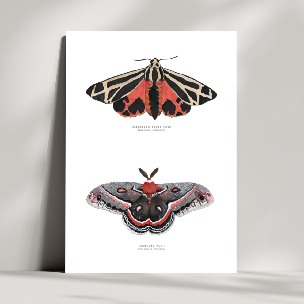 the fauna series - warm hued moth duo