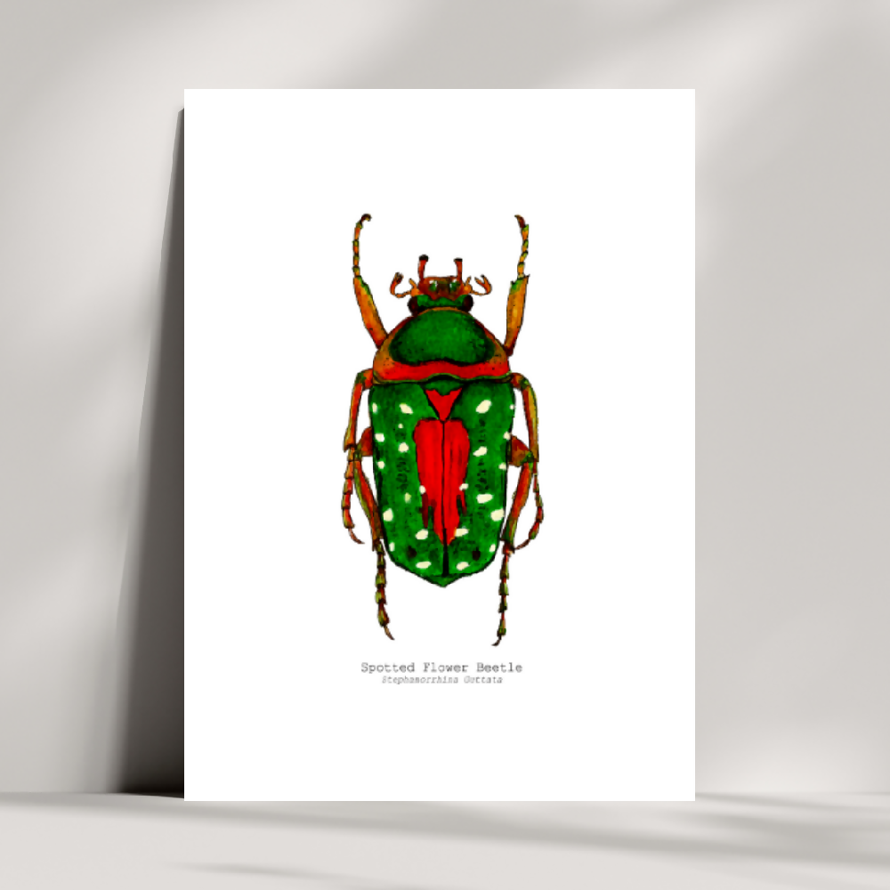 the fauna series - spotted flower beetle