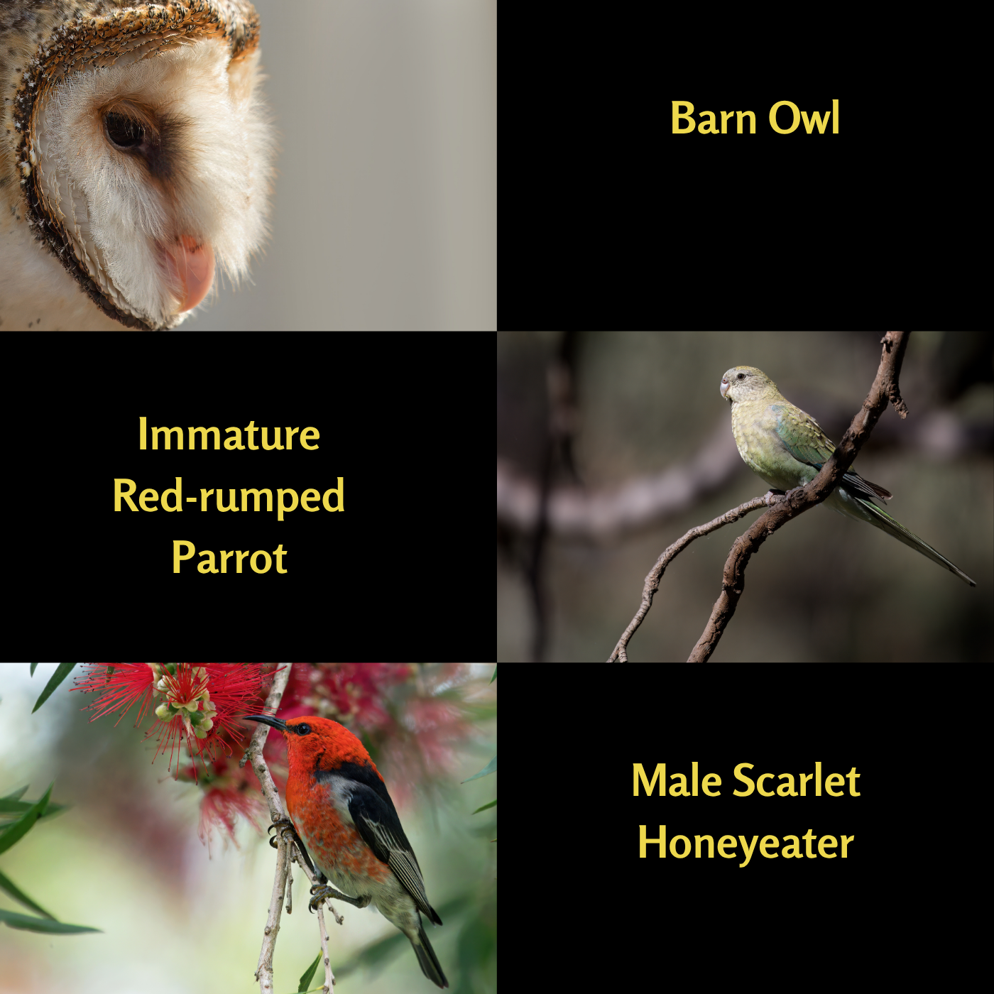 A Year of Birds 2026 - A4 Photographic Calendar NOW DISCOUNTED!!!