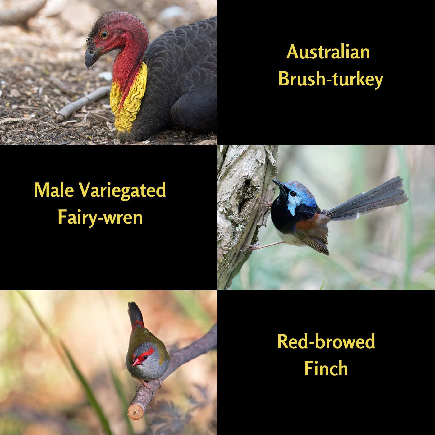 A Year of Birds 2026 - A4 Photographic Calendar NOW DISCOUNTED!!!