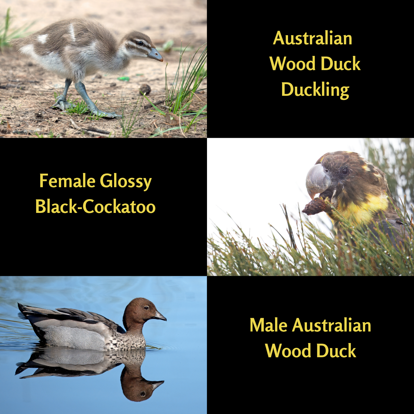 A Year of Birds 2026 - A4 Photographic Calendar NOW DISCOUNTED!!!