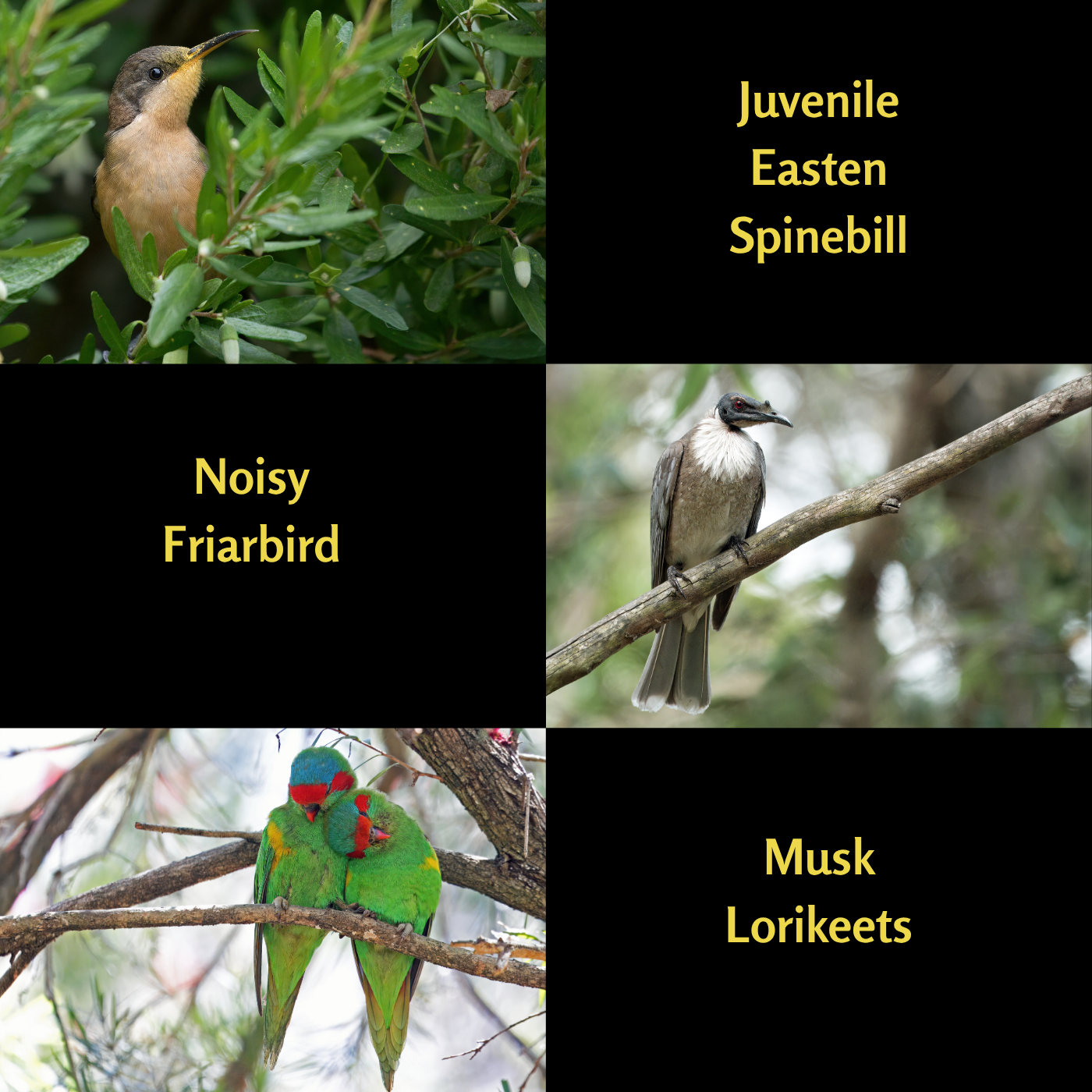 A Year of Birds 2026 - A4 Photographic Calendar