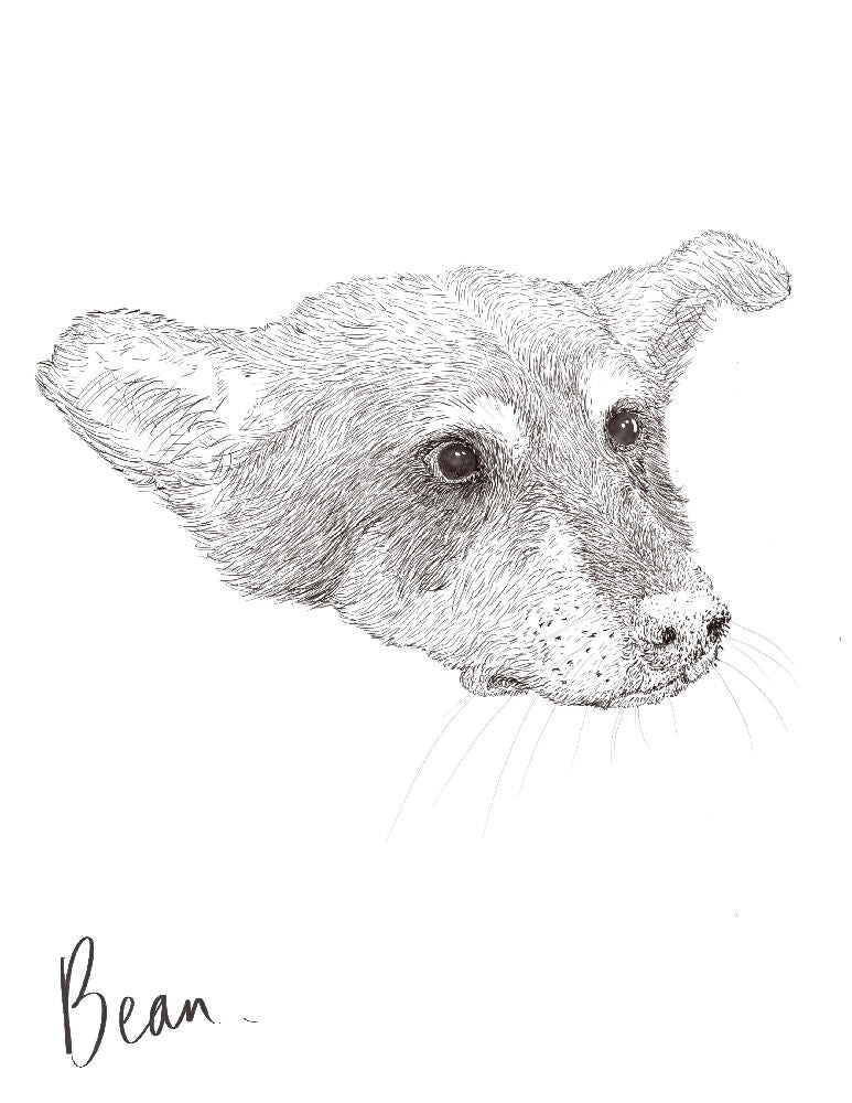 Hand-drawn custom pet portrait of a dog created with fine pencil-style detailing on a white background. A realistic and personalized illustration, perfect for pet lovers and as a sentimental keepsake.