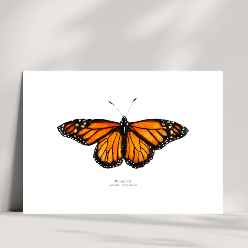 the fauna series - monarch butterfly