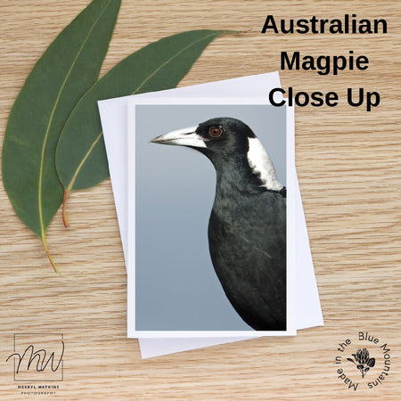 Blank Greeting Card - Australian Magpie Close Up