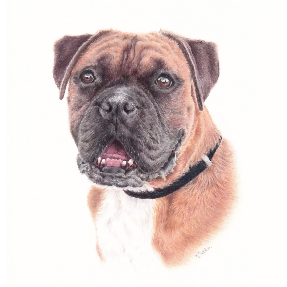 Australian-artist-custom-pet-portrait-dog-boxer