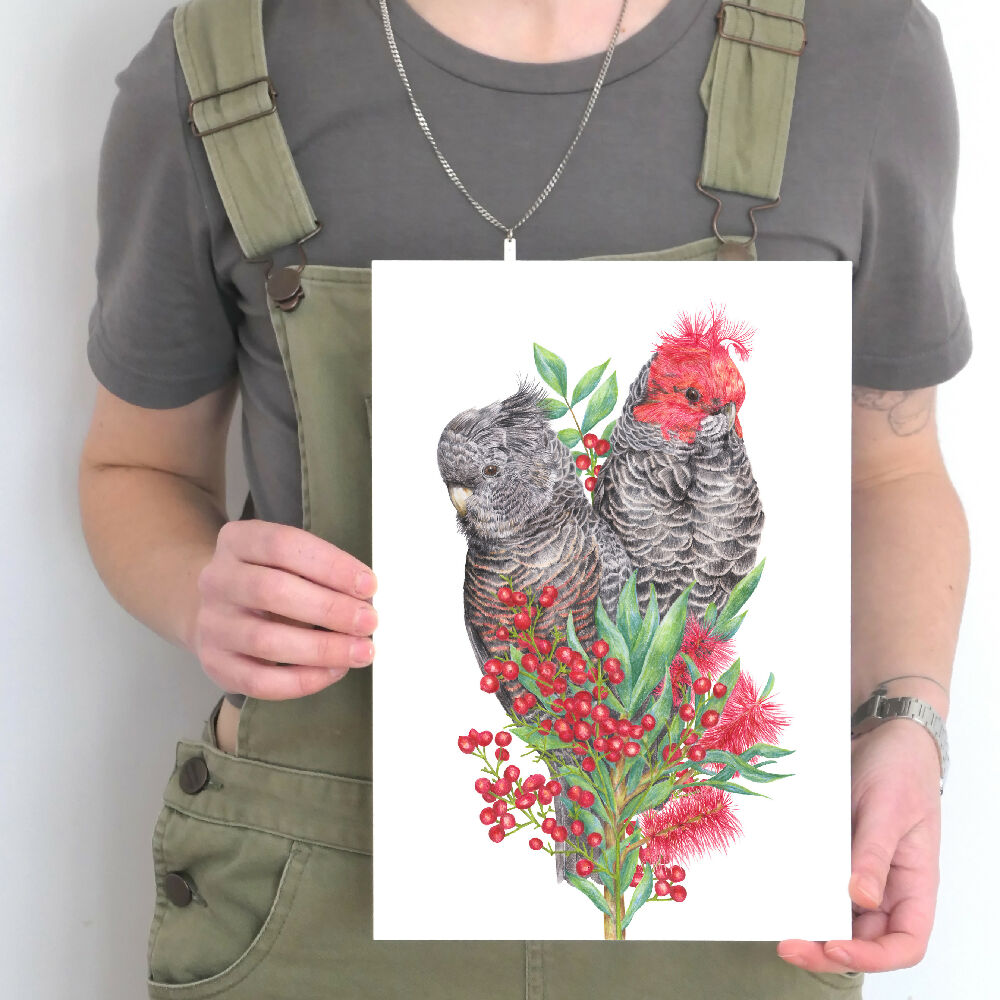 A4 art print of a couple of Gang-gang Cockatoos amongst native Australian flowers, by Australian bird artist Kayla Reay.