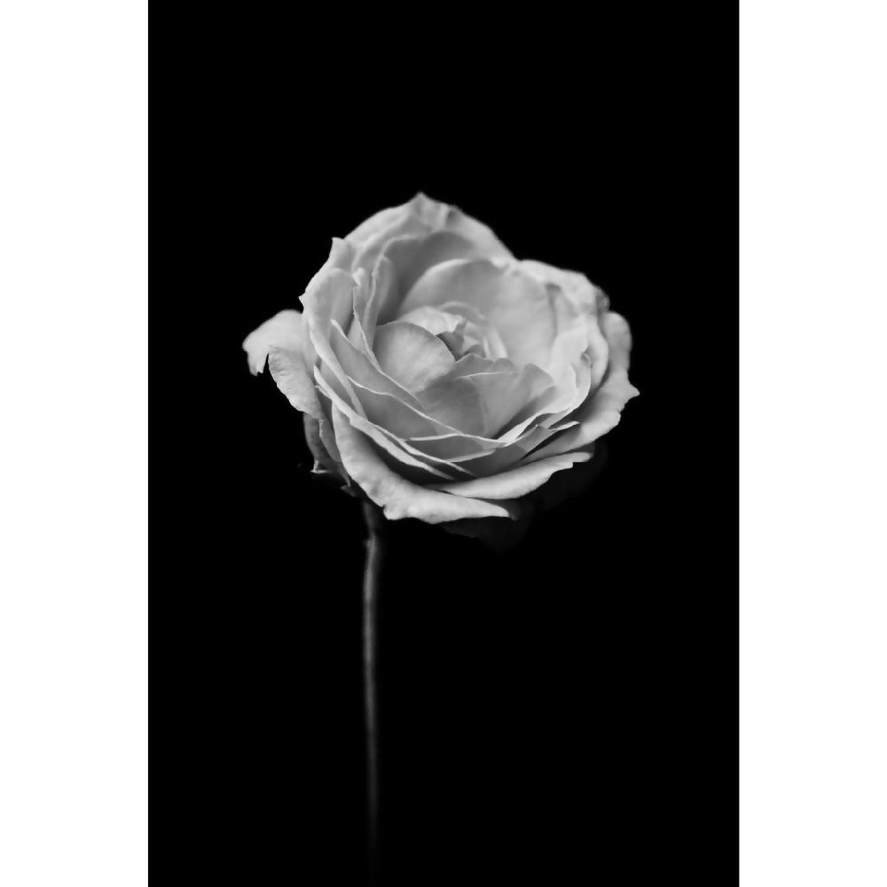 black and white rose