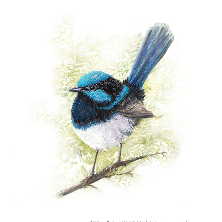 Superb Blue Fairywren - Australian Tiny Birds Series