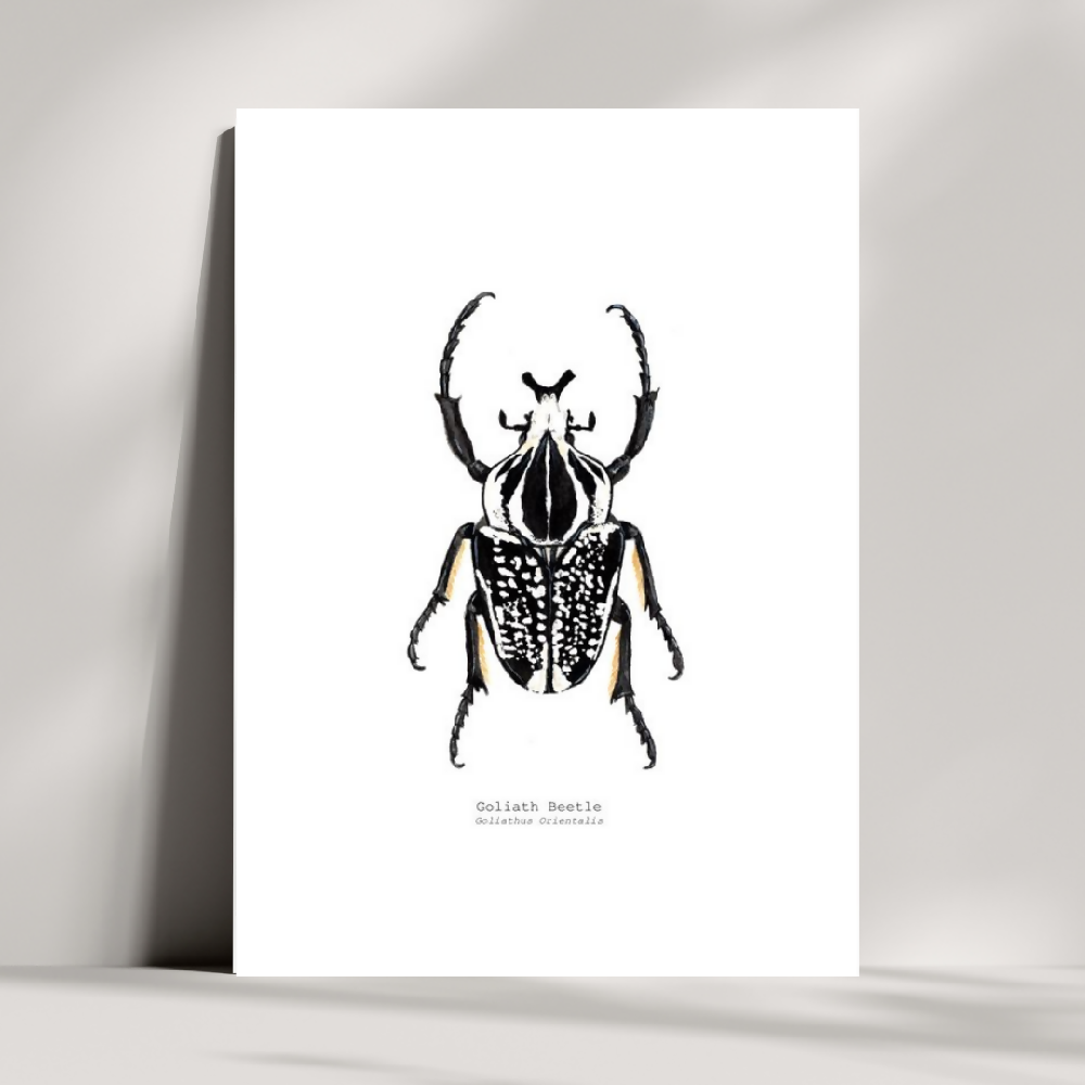 the fauna series - goliath beetle