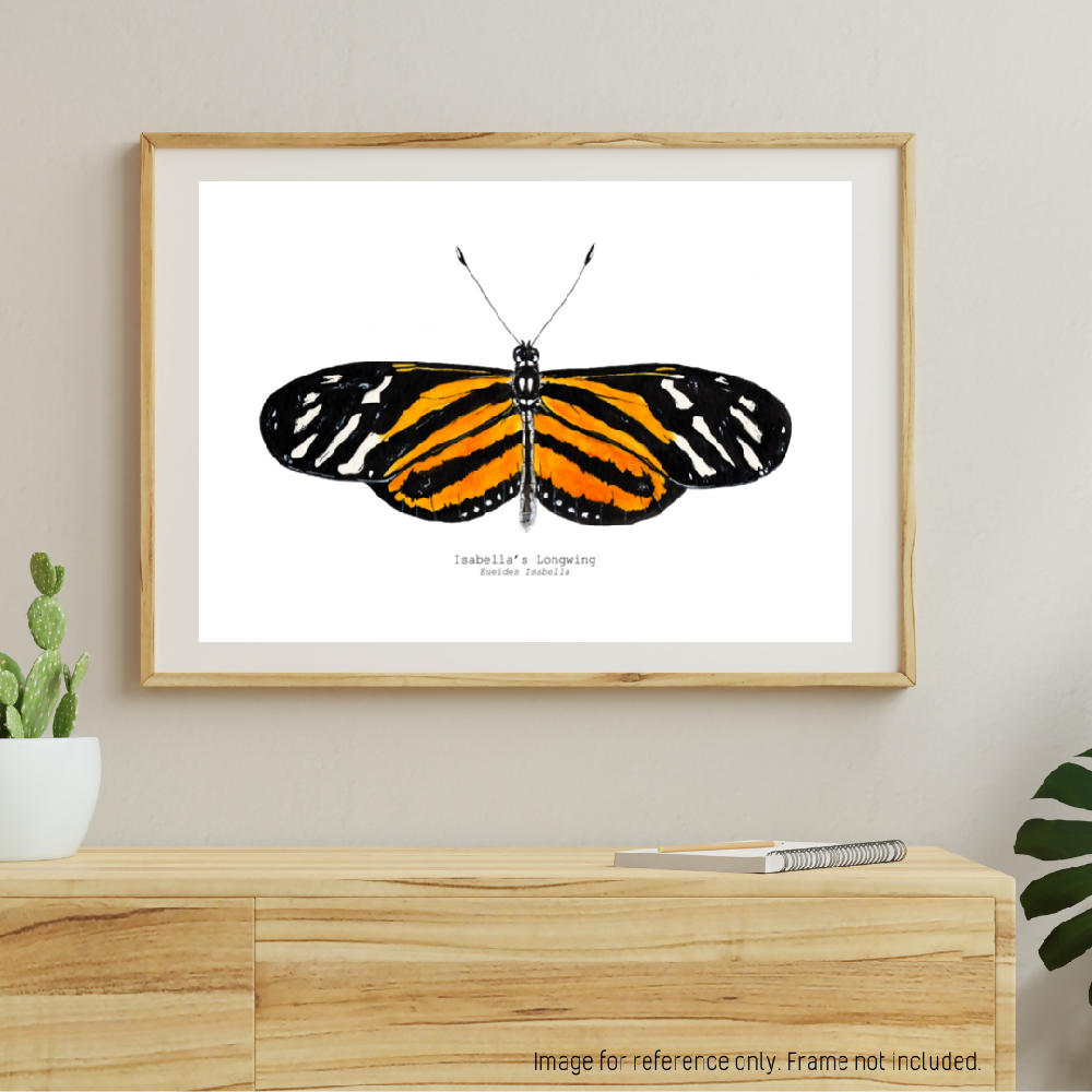 art print - the fauna series - isabellas longwing butterfly