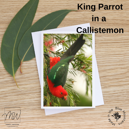 Blank Greeting Card - Male King Parrot in a Callistemon Photo