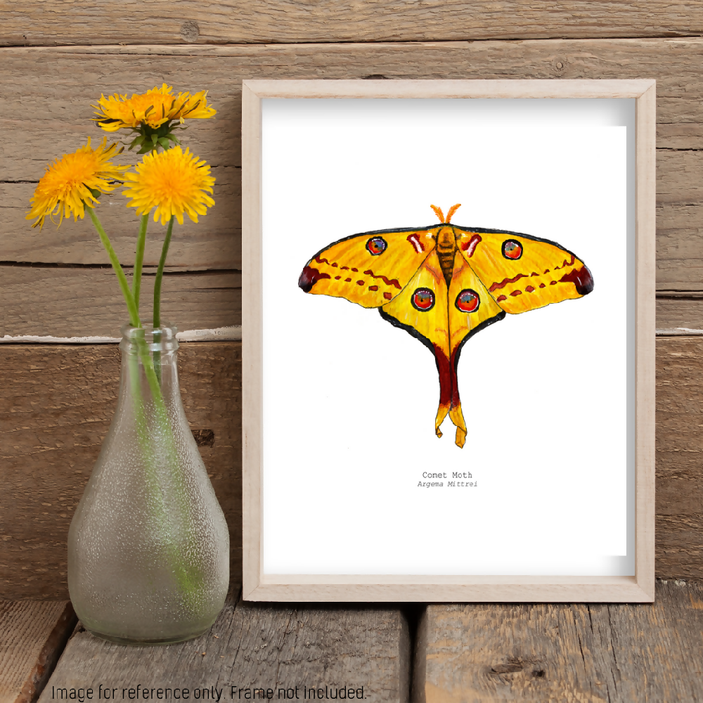 fauna series - comet moth