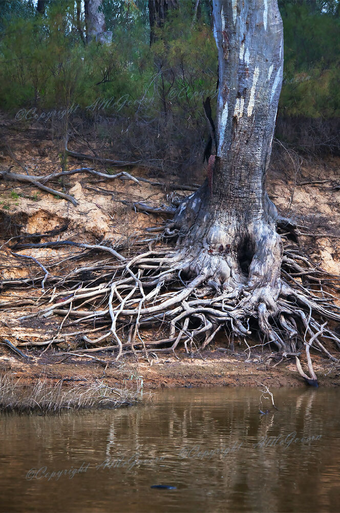 Murray-River-TREE-1024x680-Watermark-WEB