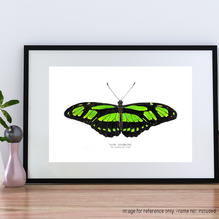 Watercolour Art Print - The Fauna Series - 'Dido Longwing Butterfly'