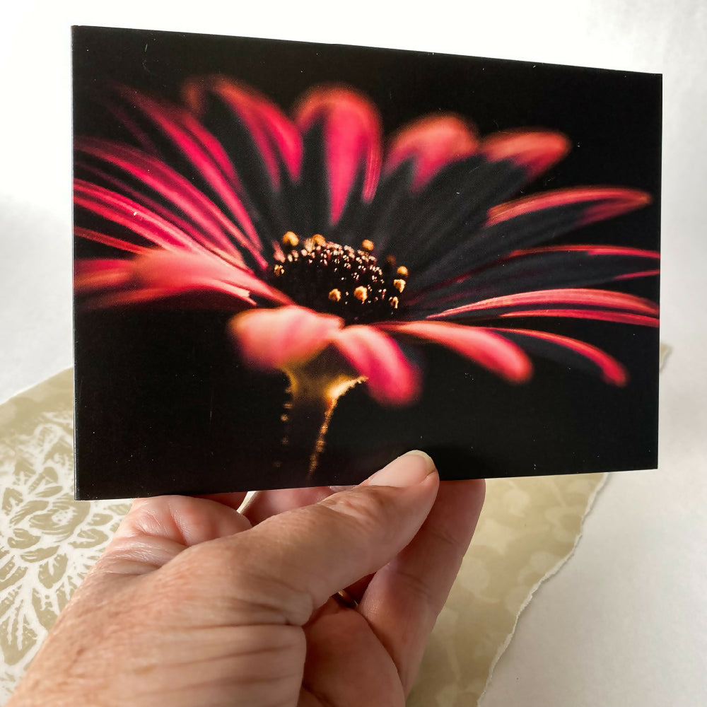 african daisy fine art floral card