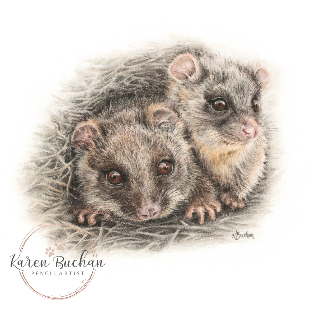 Australian-artist-illustration-wall-art-ringtail-possum-closeup