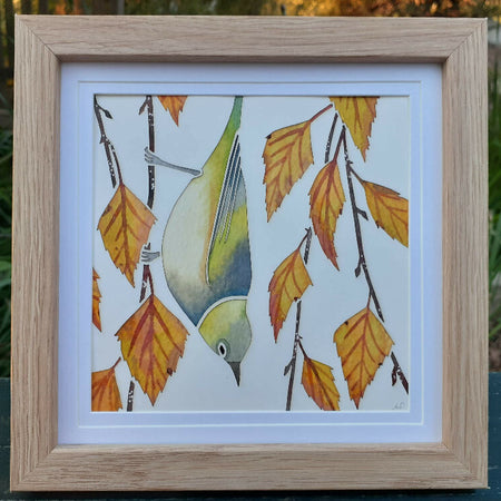 Silvereye in Birch - original watercolour