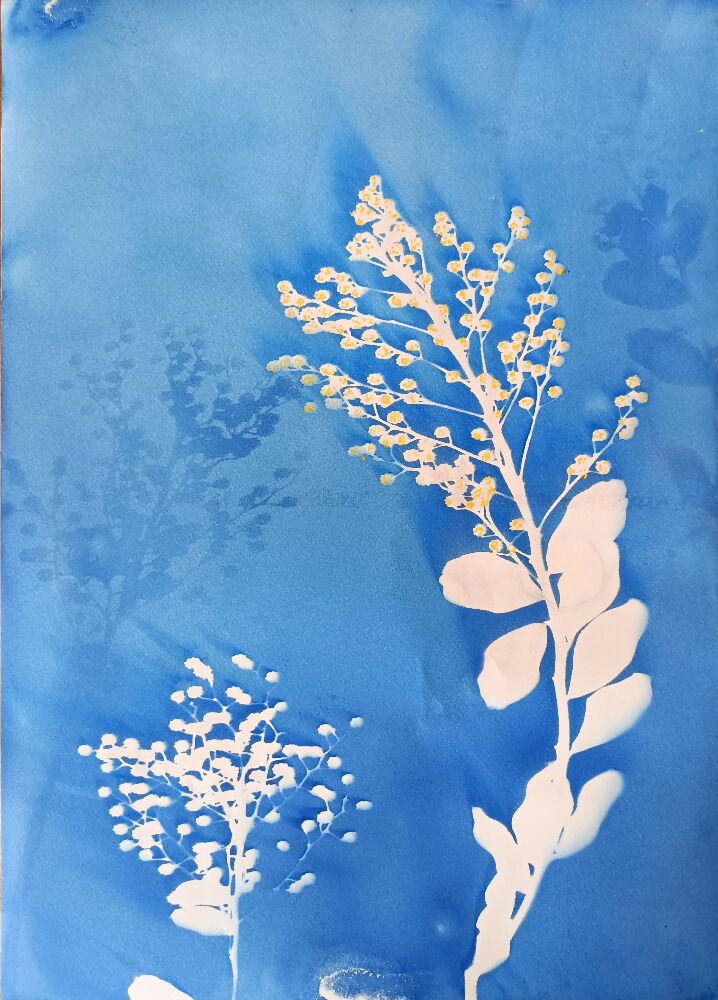 Acacia blossom- original cyanotype