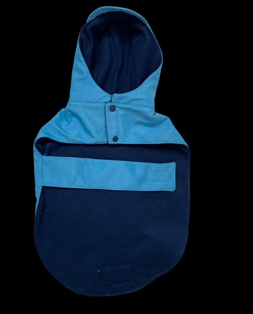 blue raincoat doxie