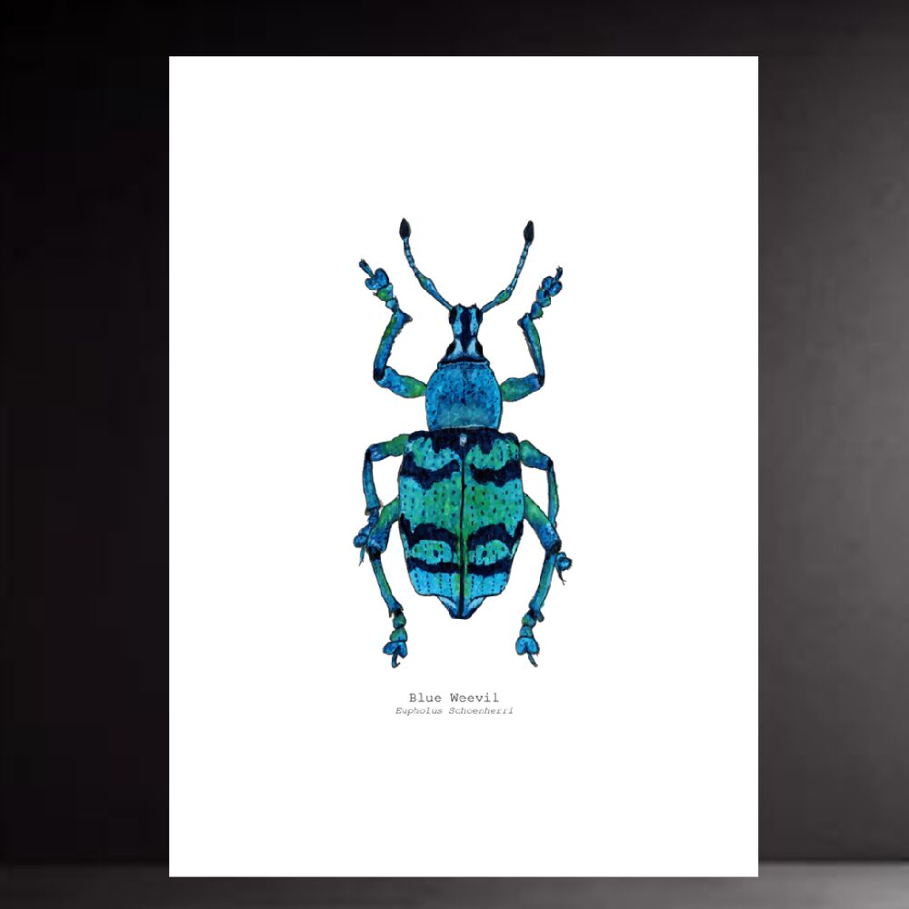 the fauna series - blue weevil