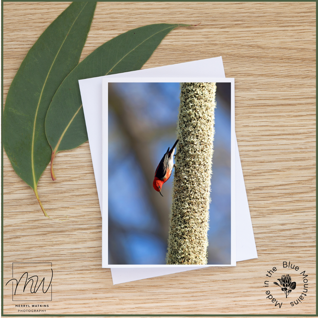 Blank Greeting Card - Male Scarlet Honeyeater on a Grass Tree Flower Spike